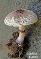 Lepiota lilacea-amf1209-1